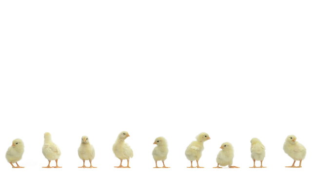 chicks standing, chirping, falling asleep and looking around