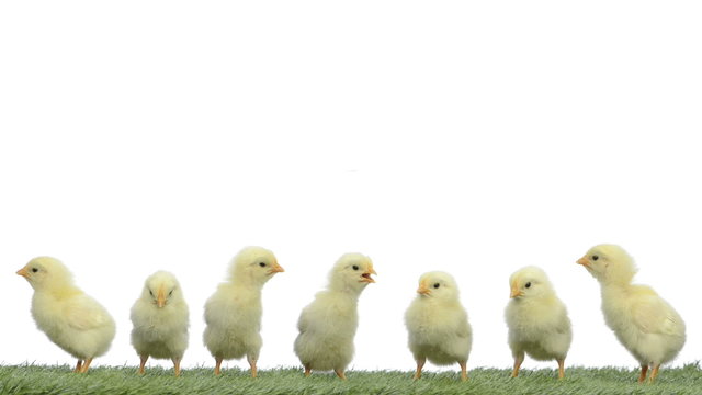 chicks standing on grass and chirping, falling asleep