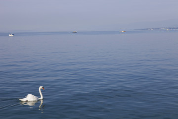 lausanne swan