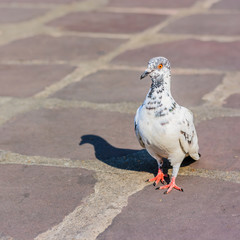 pigeon