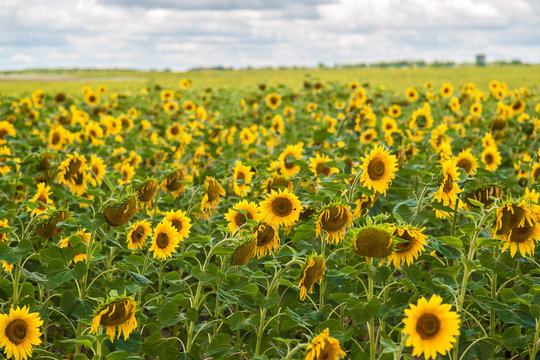 sun flowers field in Ukraine sunflowers