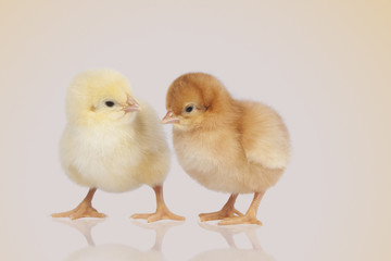 chicks during the conversation