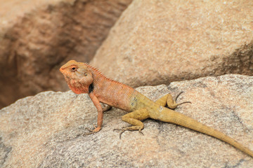 Blue lizard, brown Lizard, asian lizard or tree lizard
