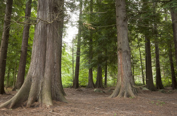 The remains of the Thuja forest in Sweden after the big storm