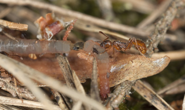 Myrmica ant transporting rainworm