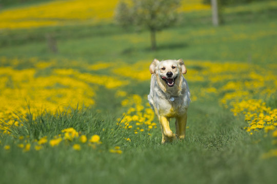 Golden Retriever Is Running Toward The Camera