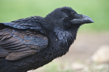 Portrait of a crow. Raven (Corvus corax).  Black crow portrait isolated on natural background.