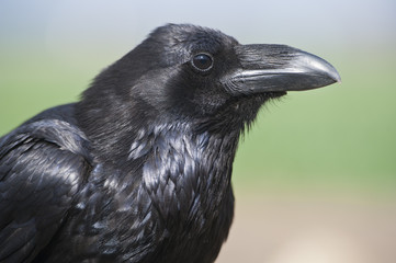 portrait of a crow