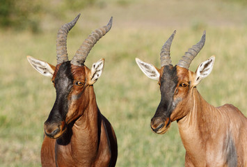 Topi antelopes looking towards camera