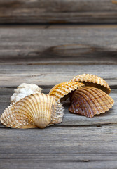 Nahaufnahme von Muscheln auf Holzuntergrund