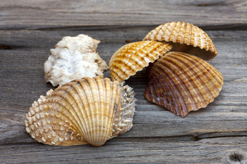 Schöne Muscheln auf alten rustikalem Holz