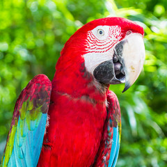 red macaw