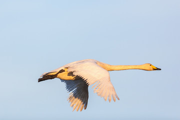Whooper Swan
