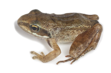 Frog isolated on white background