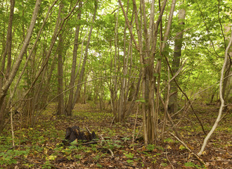 Mittlandskogen, Oland, Sweden, habitat for many rare insects