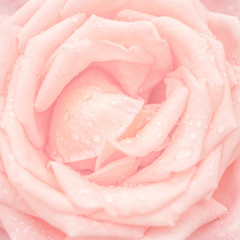 Abstract macro shot of beautiful pink rose flower with water dro