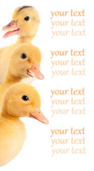 Background consisting of several ducklings. Isolated on white ba