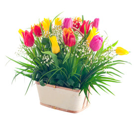Buket of tulips is in a basket.Isolated
