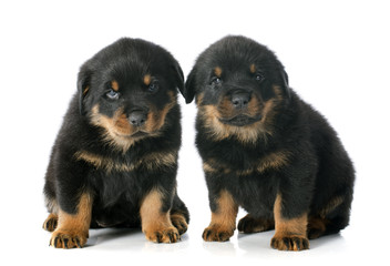Fototapeta premium puppies rottweiler