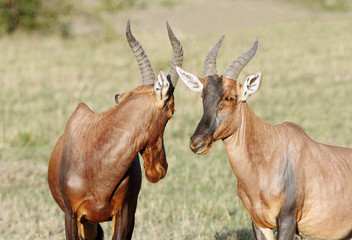 Closeview of two beautiful Topi antelopes in savannah
