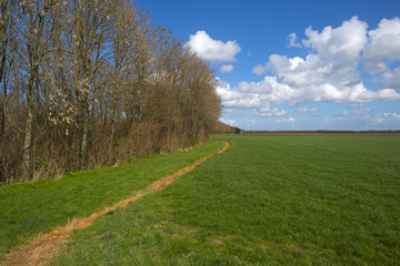 Path along trees through a field in spring