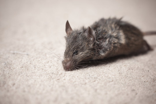 Dead mouse on carpet