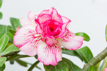 Fototapeta premium Desert rose
