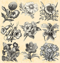 Garden Flowers © lynea