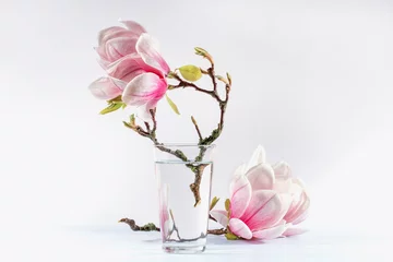Gordijnen Stilleven met bloeiende magnolia © g215
