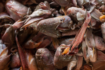 Dead fish on the floor