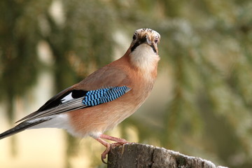 eurasian jay looking towards the camera