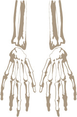 scheletro di mani