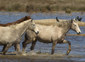 wilds horses
