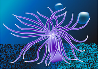 Fototapeta na wymiar sea anemone