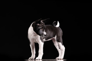 Basenji dog puppy isolated over black background