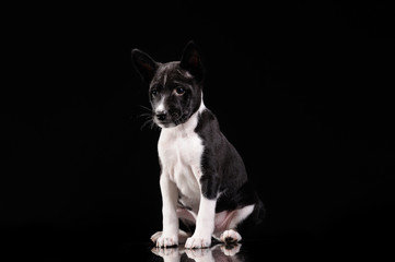 Basenji dog puppy isolated over black background
