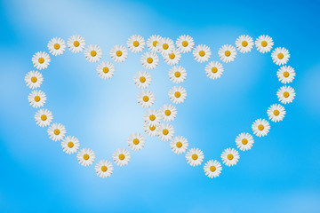 daisy heart