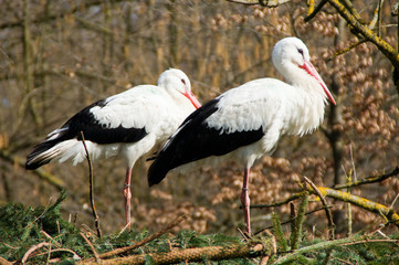 Storch, Störche, Paar, zwei, stehend, weiß, schwarz,