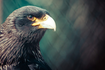 Eagle close up