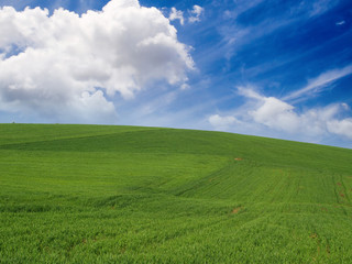 Meadow with blue clear sky.