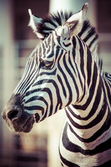 Fototapeta na wymiar Zebra, Park Narodowy Serengeti, Tanzania, Afryka Wschodnia