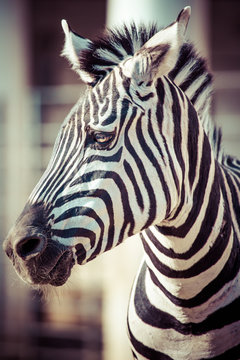 Zebra, Serengeti National Park, Tanzania, East Africa