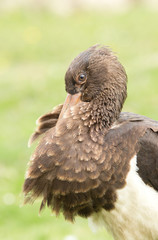 Black stork