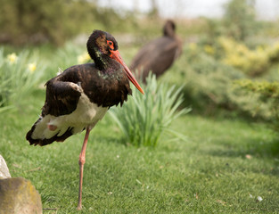Black stork