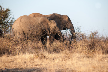 Obraz premium elephant