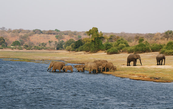 Fototapeta Elephants family in Chobe riverfront, Botswana