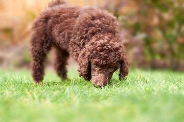 Miniature Poodle Puppy