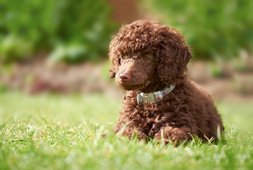 Miniature Poodle Puppy