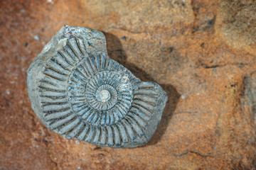 fossil