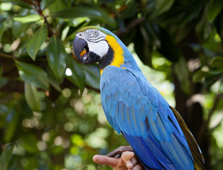 Macaw